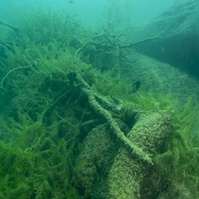 Branches with underwater plants