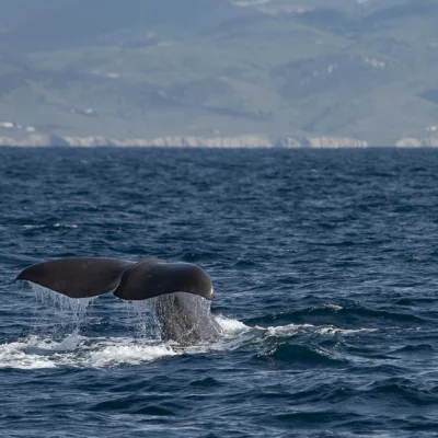 Sperm whale fluke