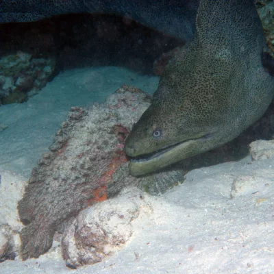 Moray eel and stone fish