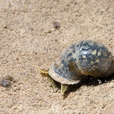 Underwater Snail