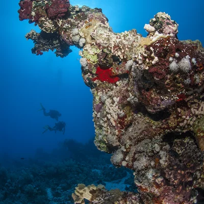 Coral Blocks with Divers