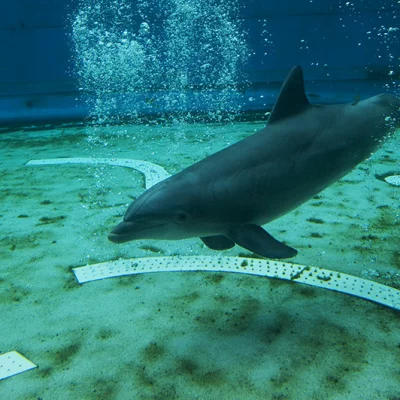 Delfin in Gefangenschaft