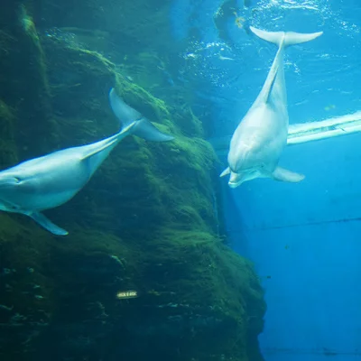 Delfine in Gefangenschaft