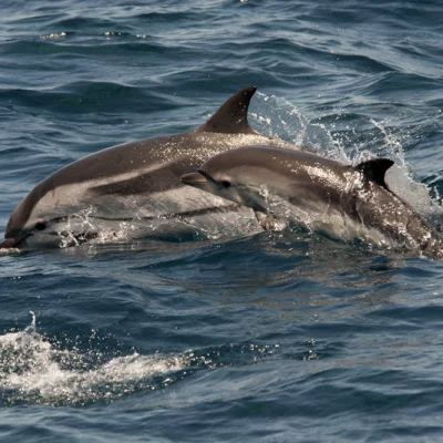 Striped Dolphins