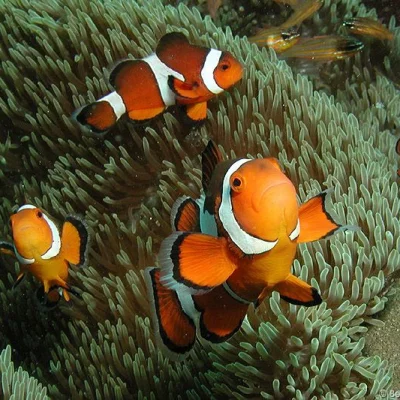 Clownfishes