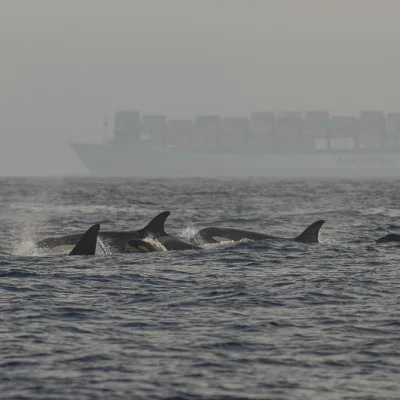 Gruppe von Orcas