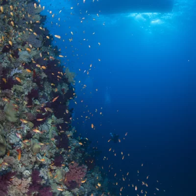 Coral Reef with Ship