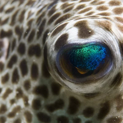Kugelfisch-Auge