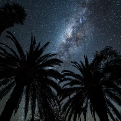 Milky Way over Palms