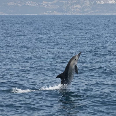 Gestreifter Delfin