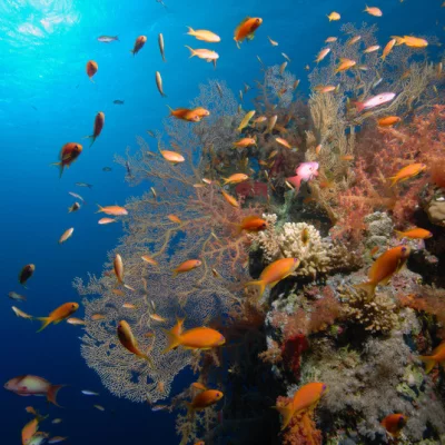 Korallenblock mit Gorgonie