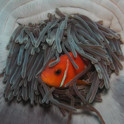 Anemone fish in anemone