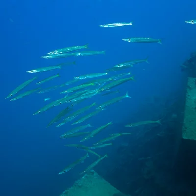 Barracuda Swarm