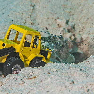 Goby with Shrimp and Excavator
