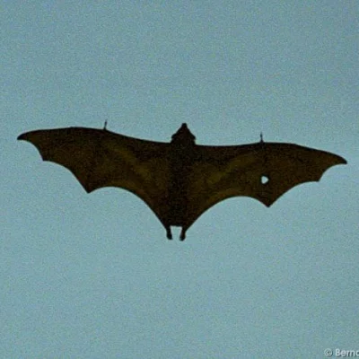 Bat with a hole