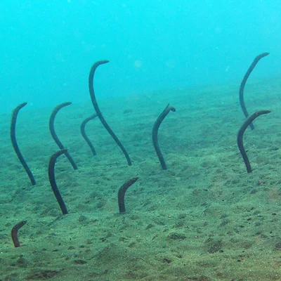 Sand eels