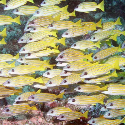 Blue striped snappers