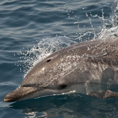 Gestreifter Delfin