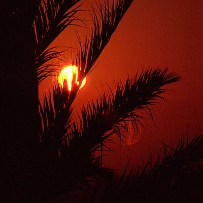 Sonnenaufgang hinter Palme