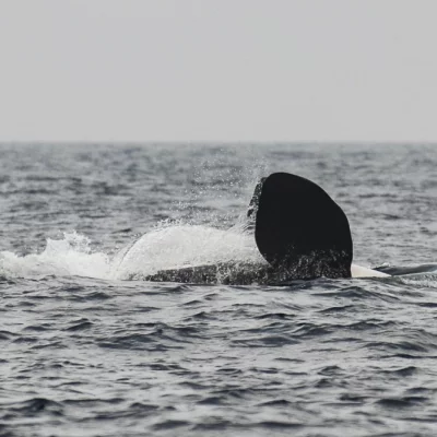Orca doing a backstroke