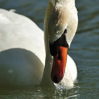 Swan with Drops