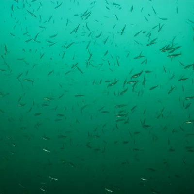 Schwarm Jungfische