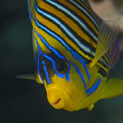Emperor Fish
