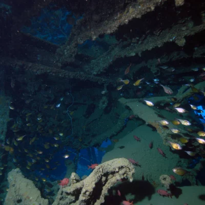 Fishes in Wreck