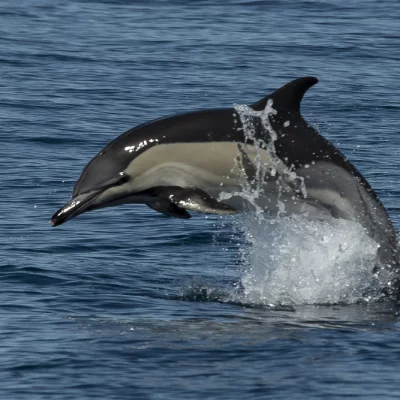 Springender gemeiner Delfin