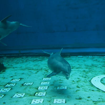 Dolphins in captivity