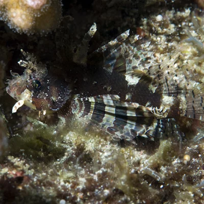 Young Lionfish
