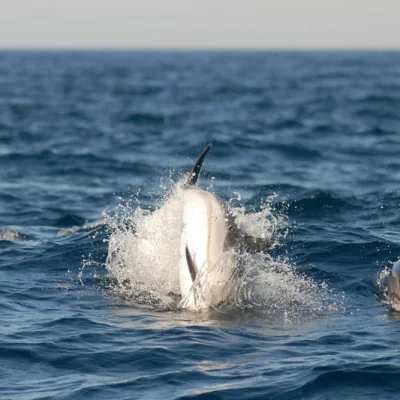 Delfin-Seitenrolle