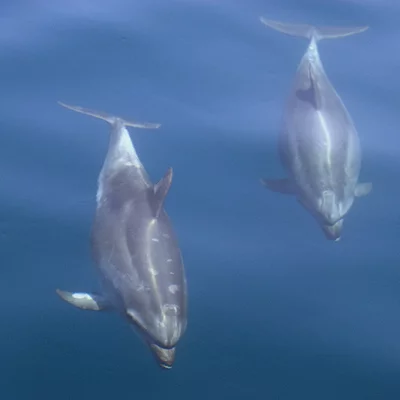 Bottlenose dolphins under water