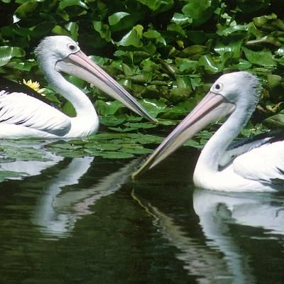 Pelicanes