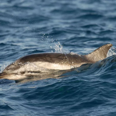 gestreifter Delfin