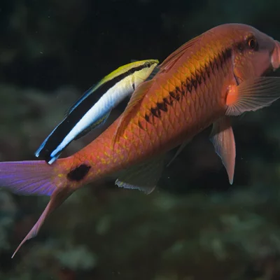 Cleaning wrasse