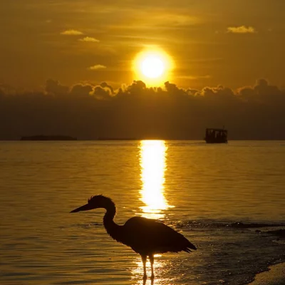 Sunset with Heron