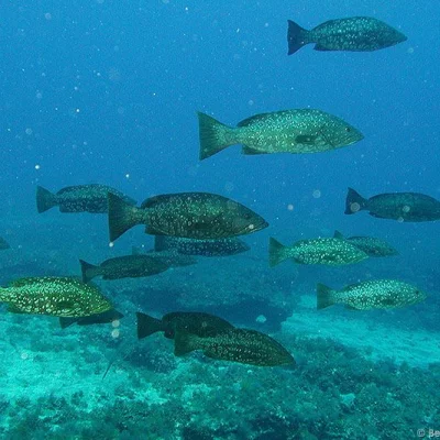 Group of groupers