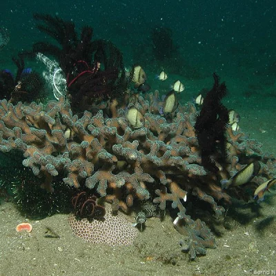 Coral Biotop