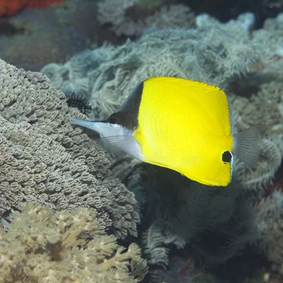 Long-nosed Butterflyfish