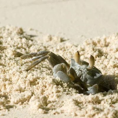 Beach crab 4