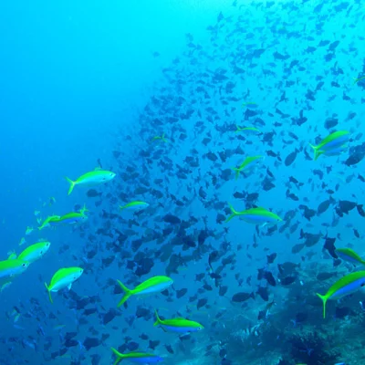 Fish swarm