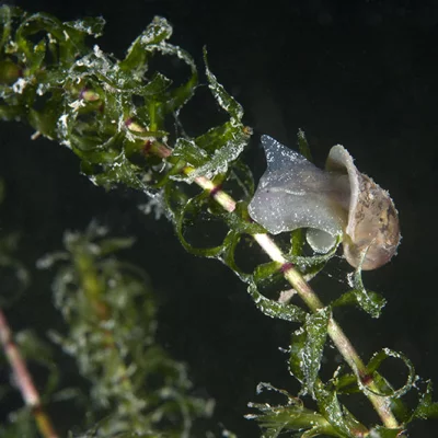 Snail on underwater plant
