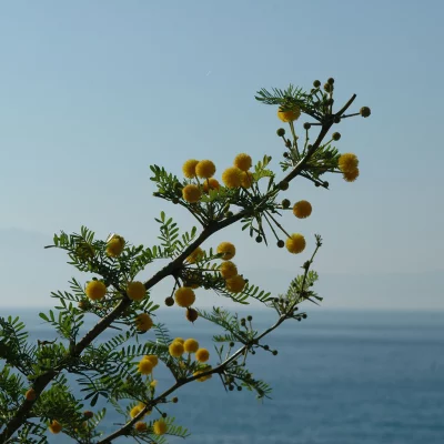 branch with sea