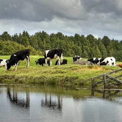 Cows at the pond