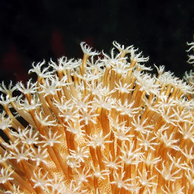 Korallenpolypen