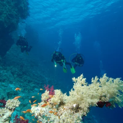Divers and soft coral