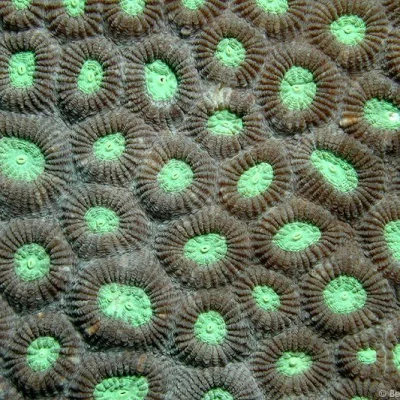 Korallenoberfläche