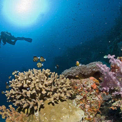 Corals with Divers