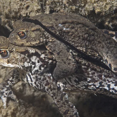 Spawning toads